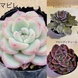 多肉植物☆韓国苗☆3品種3苗セット☆黄棒☆アマビレ、チョコレートムース、フロリディティール☆残4