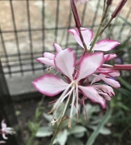 花の種☆ガウラ　ピコティ☆②☆白蝶草☆たっぷり☆無選別☆白にピンクの縁どりが目を引きます