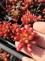 多肉植物 ☆虹の玉 ☆カット苗 ☆5カット☆紅葉で真っ赤に！☆_画像3