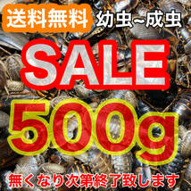 【SALE】☆送料無料☆【デュビア】幼虫～成虫500g(全サイズMIX)+死着保証1割《匹数(量)は説明欄を御参考下さい》_画像1