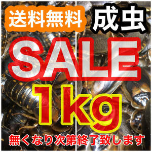 【SALE】☆送料無料☆【デュビア】成虫1kg(雄雌ランダム)+死着保証1割《匹数(量)は説明欄を御参考下さい》