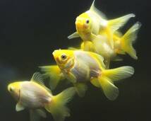 【金運UP!】白い金魚5匹セット オランダ獅子頭_画像2