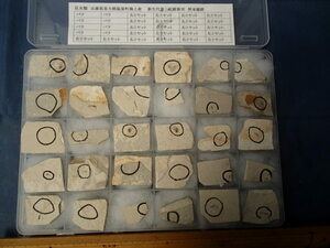 〇化石標本　昆虫類化石(整理標本)