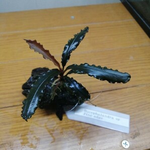 Bucephalandra sp Fine edge 水中増殖の画像1