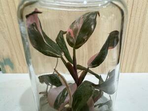 プレミアム培養　フィロデンドロン ピンクプリンセスマーブル　tissue culture Philodendron Pink princess marble 【らぼ平安】