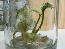 元祖プレミアム培養　モンステラ　デリシオーサ　ミント　tissue culture monstera deliciosa mint【らぼ平安】_画像7