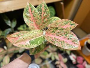 極上株☆アグラオネマ　オレンジスターダスト　サイアム　斑入り☆名門「ネーギ農園」写真現物　Aglaonema Sp Var　Siam【らぼ平安】