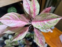 極上株☆アグラオネマ　ピンクオブサイアム　斑入り☆名門「ネーギ農園」写真現物　Aglaonema Sp Var　Pink of Siam【らぼ平安】_画像7