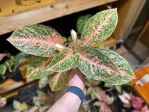 極上株☆アグラオネマ　オレンジスターダスト　サイアム　斑入り☆名門「ネーギ農園」写真現物　Aglaonema Sp Var　Siam【らぼ平安】_画像1