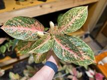 極上株☆アグラオネマ　オレンジスターダスト　サイアム　斑入り☆名門「ネーギ農園」写真現物　Aglaonema Sp Var　Siam【らぼ平安】_画像3