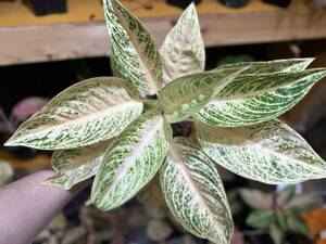 珍株☆アグラオネマ　ホワイトレガシー　斑入り☆名門「ネーギ農園」写真現物　Aglaonema Sp Var　Siam【らぼ平安】