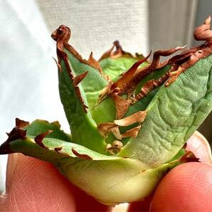 アガベ チタノタ 多肉植物 ハデス 恐竜牙歯 厳選超極上棘狂刺美株の画像3