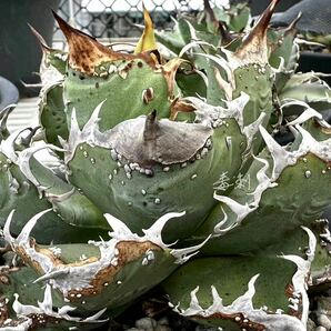 アガベ 多肉植物 チタノタ Mesmerizing Spines-WV MSーWV 優良血統超極上ブツブツ系厳選子株の画像1