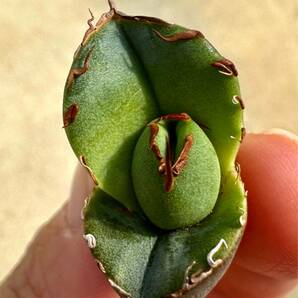 アガベ 多肉植物 チタノタ 純血ジャガーノート 自家繁殖優良血統小デブ美株の画像3
