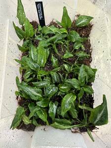 cryptocoryne sp.neon rosa2013kn