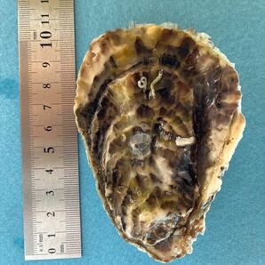 鳴門内の海産殻付き生牡蠣（5kg.加熱用.送料込み）の画像5