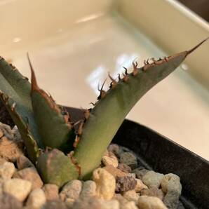 スーパーチタノタ アガベ カクタスグリーン 初子株 agave super titanota cactus greenの画像8