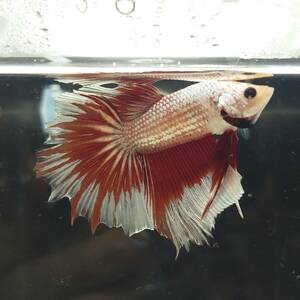  betta tail .....* male ( Dragon * red * butterfly ) [ half moon *179 times ]