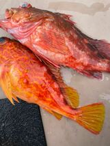 ブリ・タイ・カサゴセット　計約１０キロ　※冷蔵　鮮魚_画像8
