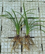 沖縄野菜、アキノワスレグサ、（クヮンソー）抜き苗５本。送料込み。沖縄の薬草、不眠症_画像3