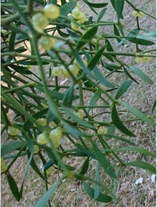 ヤドリギ 観葉植物 クリスマス 宿り木