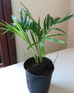 テーブルヤシ 観葉植物