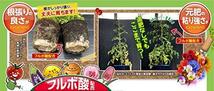 花ごころ フルボ酸配合花ちゃん培養土20Ｌ [花・野菜の土]_画像2