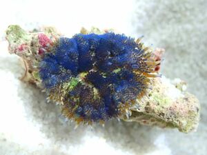 ＊利根川珊瑚店＊　ミニカーペットアネモネ　★ 激レア Super Blue Mini Carpet Anemone ★　祝☆サンゴの日　＊ サンゴ / coral ＊　M03