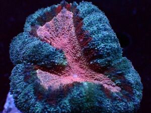 ＊利根川珊瑚店＊　ハナガタサンゴ　★ 珍しいカラー Pink Blue Lobophyllia ２カラー ★　祝☆サンゴの日　＊ サンゴ / coral ＊　M03