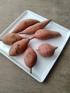 安納いもキズあり　こつぶ　10キロ　　種子島産　安納芋農家直送