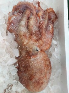  raw octopus 60cm 2.6k1 pcs 4567 jpy prompt decision 