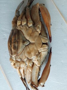  huge female migration crab 25cm760g rank 1 pcs 2980 jpy prompt decision 