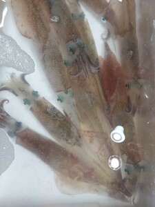 .yali squid extra-large 40~45cm 1 pcs 2980 jpy prompt decision 