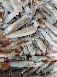  ultimate small Pacific flying squid total length 15~20cm250g(12 pcs rank )600 jpy prompt decision 