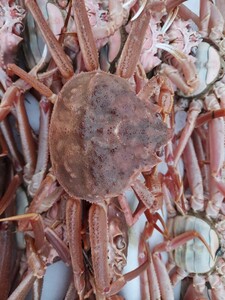  raw ..matsuba crab 26cm22 tail 3.0k box 7800 jpy prompt decision. Hokkaido production 