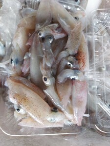 3Syali squid 4~10cm rank 50 pcs rank 300g1p598 jpy prompt decision 