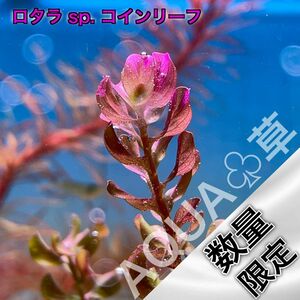 【超希少】ロタラ sp. コインリーフ 2本5cm~ 水中葉