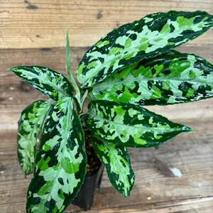 1083 アグラオネマ ピクタム 増殖株 Aglaonema pictum tricolor 熱帯植物 インドネシア