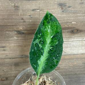 1034 アグラオネマ ピクタム 増殖株 Aglaonema pictum tricolor 熱帯植物 インドネシアの画像4