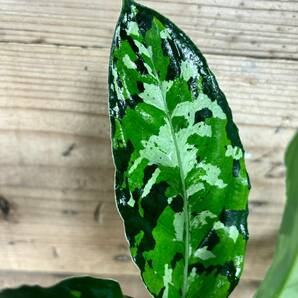 1034 アグラオネマ ピクタム 増殖株 Aglaonema pictum tricolor 熱帯植物 インドネシアの画像3