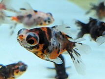 ★１スタ★ キャリコ出目金 ５匹セット 約5〜6cm 金魚 よく食べます♪綺麗な個体♪デメキン♪_画像7