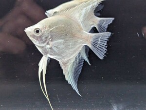 プラチナエンゼルフィッシュ ５匹セット 約6cm 輝く純白のような美しい魚 残りわずか！！