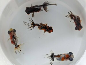 出目金 蝶尾 ５匹セット 約5〜6cm 金魚 デメキン 綺麗な個体 この個体を発送します★ 格安スタート♪