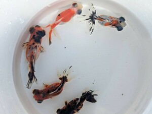 ★１スタ★ キャリコ出目金 ５匹セット 約5〜6cm 金魚 よく食べます♪綺麗な個体♪デメキン♪