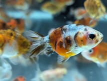 キャリコらんちゅう ５匹セット 約4〜5cm よく泳ぎよく食べます♪ 金魚 残りわずか！_画像2