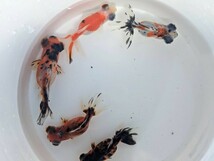 ★１スタ★ キャリコ出目金 ５匹セット 約5〜6cm 金魚 よく食べます♪綺麗な個体♪デメキン♪_画像1