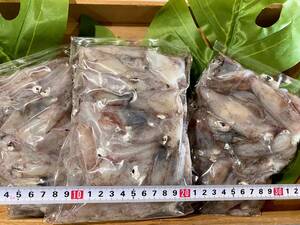 国産 天然 スルメイカ(小) 500g×5パック 鮮度抜群 愛媛県豊後水道産漁師直送 送料一律 冷凍発送 いか 烏賊 するめ