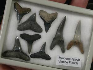サメの歯セット　フロリダ産　中新世頃