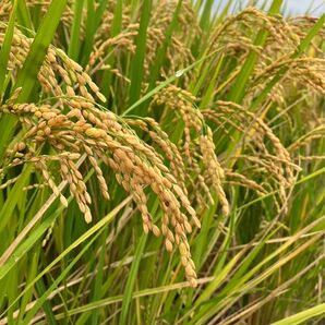 令和5年　新潟県産コシヒカリ 玄米10kg 【特別栽培米】5kg小分可能 