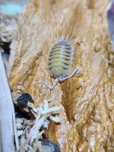 Porcellio bolivari ボリバリユーレイオオワラジムシ ヤング〜アダルト10匹 24時間カイロ同封 ダンゴムシ奇虫大型レア種匿名配送ゆうパック